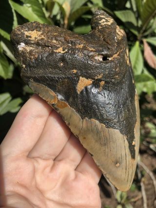 Huge 5.  55” Megalodon Tooth Fossil Shark Teeth Unrestored Natural 5