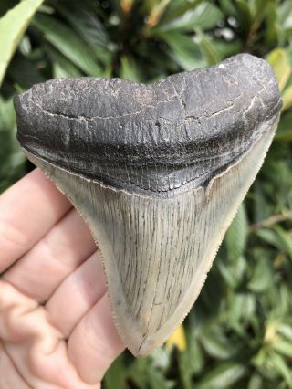 Quality Serrated 3.  67” Megalodon Shark Tooth Fossil Sharks Teeth Natural