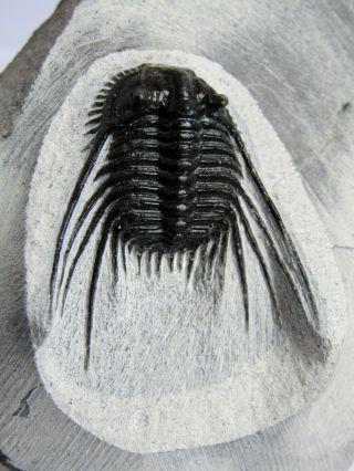 100 Natural - Trilobite Leonaspis Haddanei.  Devonian.  Morocco.  Nº44rr