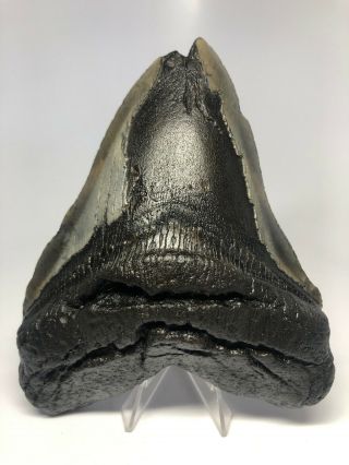 Megalodon Shark Tooth 6.  17” Huge - Rare Fossil - Natural 3947