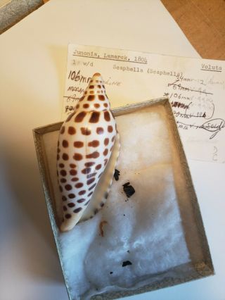 Voluta Scaphella,  Scaphella Junonia,  106mm,  Lamarck - 1804,  W/dried Animal