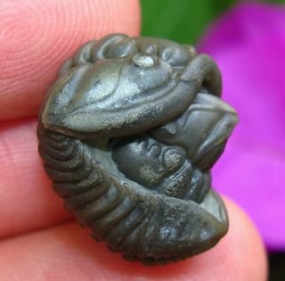 Pristine Interactive Flexicalymene Trilobite Fossil Double Love Bugs Ohio Usa