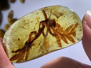 49mm Unknown Plant Leaf&vine Burmite Myanmar Amber Insect Fossil Dinosaur Age