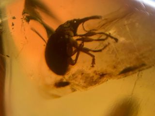 Uncommon Weevil Beetle Burmite Myanmar Burmese Amber Insect Fossil Dinosaur Age