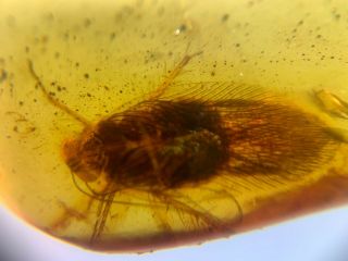 Adult Cockroach Burmite Myanmar Burmese Amber Insect Fossil Dinosaur Age