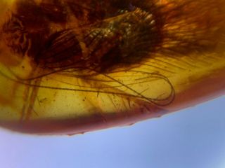 adult cockroach Burmite Myanmar Burmese Amber insect fossil dinosaur age 3