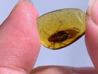 adult cockroach Burmite Myanmar Burmese Amber insect fossil dinosaur age 8