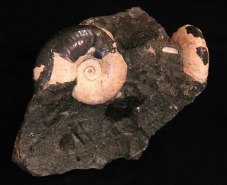 Ammonite Coplete Mouth - Border Zuercherella Ptychoceras Fossil Wood