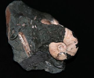 Ammonite coplete mouth - border Zuercherella Ptychoceras Fossil Wood 2