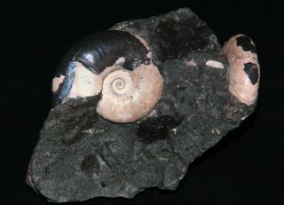 Ammonite coplete mouth - border Zuercherella Ptychoceras Fossil Wood 3