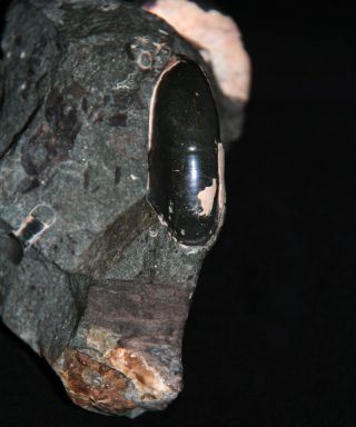 Ammonite coplete mouth - border Zuercherella Ptychoceras Fossil Wood 4