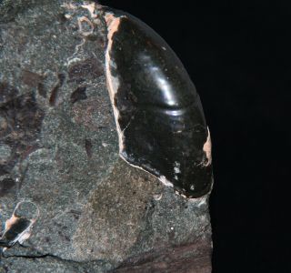 Ammonite coplete mouth - border Zuercherella Ptychoceras Fossil Wood 5