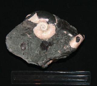 Ammonite coplete mouth - border Zuercherella Ptychoceras Fossil Wood 6