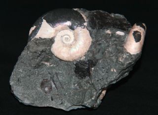 Ammonite coplete mouth - border Zuercherella Ptychoceras Fossil Wood 7