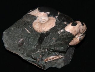 Ammonite coplete mouth - border Zuercherella Ptychoceras Fossil Wood 8