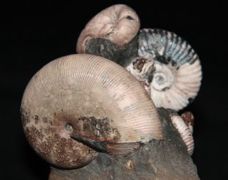 Ammonite Euphylloceras Acanthohoplites Tetragonites Fossil Russia