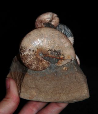 Ammonite Euphylloceras Acanthohoplites Tetragonites Fossil Russia 2