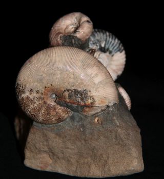 Ammonite Euphylloceras Acanthohoplites Tetragonites Fossil Russia 3