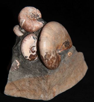 Ammonite Euphylloceras Acanthohoplites Tetragonites Fossil Russia 4