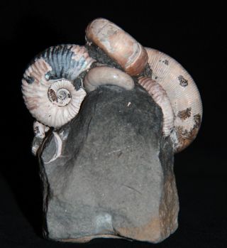 Ammonite Euphylloceras Acanthohoplites Tetragonites Fossil Russia 5