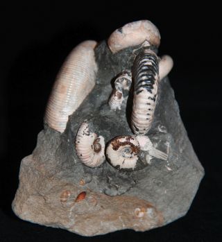 Ammonite Euphylloceras Acanthohoplites Tetragonites Fossil Russia 6