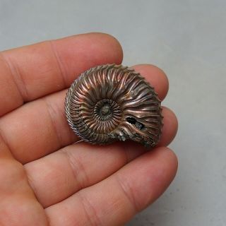 43mm Cardioceras sp.  Pyrite Ammonite Fossils Callovian Fossilien Russia 2