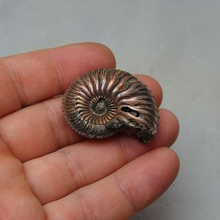 43mm Cardioceras sp.  Pyrite Ammonite Fossils Callovian Fossilien Russia 3