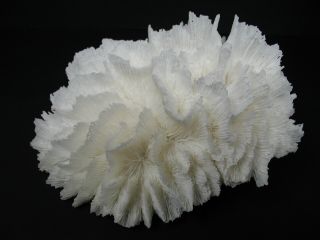 21.  3oz Natural White Coral Reef Sea Ocean Specimen Aquarium Seashell