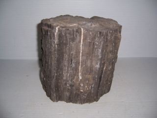 Petrified Wood Log 7 1/4 