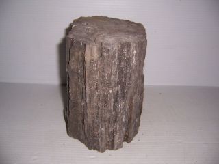 Petrified Wood Log 7 1/4 