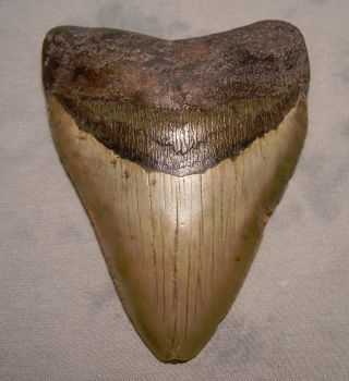 Megalodon Tooth 4 7/8 " Shark Teeth Fossil Jaw Megladon Meg Giant Tooth