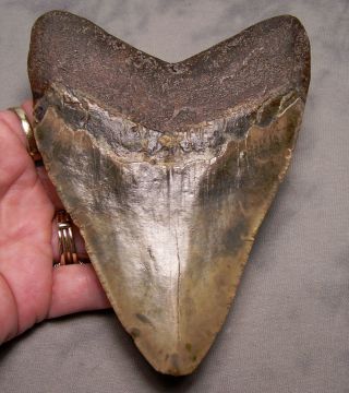 megalodon tooth 4 7/8 