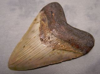 megalodon tooth 4 