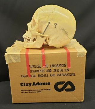 Clay Adams Human Skull Medical School Articulating Jaw