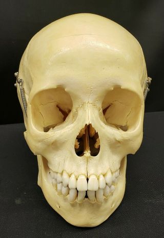 Clay Adams Human Skull Medical School Articulating Jaw 3