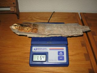 Fossil Wooly Mammoth Bark Tooth Prehistoric Ice Age Specimen