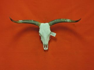 Steer Skull Mounted Horns Cow Bull Longhorns 3 Ft 7 In Skull 1762 Taxidermy