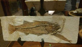 - Huge Predatory Mioplosus Fossil Fish Plate - Over A Foot Long