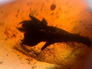 unknown plant flower Burmite Myanmar Burmese Amber insect fossil dinosaur age 3