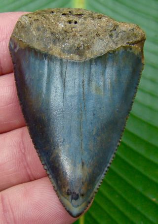 Great White Shark Tooth - 2 & 1/2 In.  Serrated - Real - No Restorations