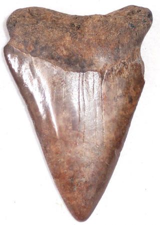 Huge 2 9/16 " Fossil Great White Shark Tooth