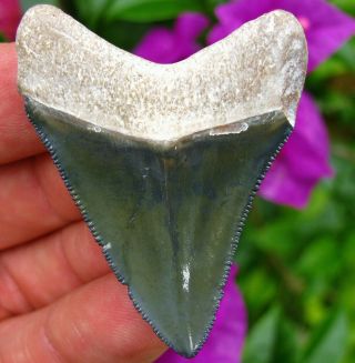Colorful Bone Valley Megalodon Fossil Shark Tooth Florida teeth Miocene Gem 2