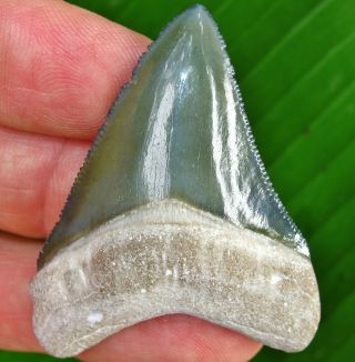 Colorful Bone Valley Megalodon Fossil Shark Tooth Florida teeth Miocene Gem 4
