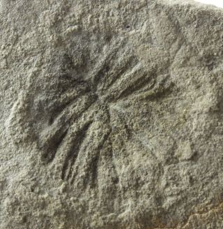 Palaeophragmodictya Spinosa Precambrian Ediacaran (ediacarian,  Vendian) Fossil