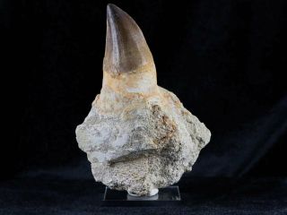 Xl 5 In Mosasaur Prognathodon Fossil Tooth Root Cretaceous Dinosaur & Stand