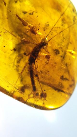 Rare Big Phasmatidae Burmite Cretaceous Amber Fossil Dinosaurs Era