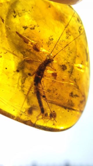 Rare big Phasmatidae Burmite Cretaceous Amber fossil dinosaurs era 2