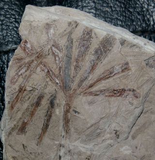 , Rare Ginkgo Jurassic Fossil Plant - Ginkgoites Marginatus