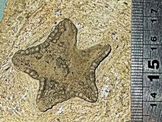 Rare complete 3.  5cm Marocaster coronatus starfish: Cretaceous of Morocco 2