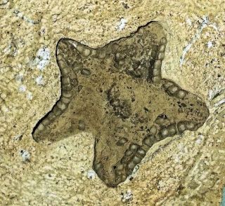 Rare complete 3.  5cm Marocaster coronatus starfish: Cretaceous of Morocco 3